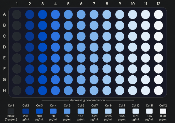 A 96-well plate showing the serial dilution gradient, concentration decreasing across columns from 200 µg/mL to 0.20 µg/mL
