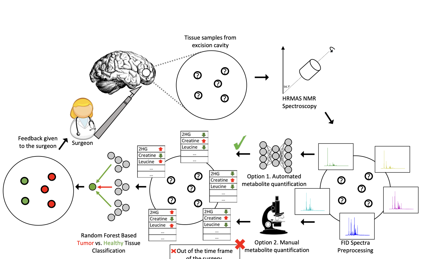 Targeted metabolomics analyses for brain tumor margin assessment during surgery